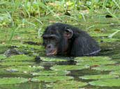 Bonobos at the Lola Ya Bonobo Sanctuary in the Democratic Republic of the Congo