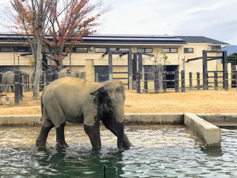 研究対象とした京都市動物園のアジアゾウ