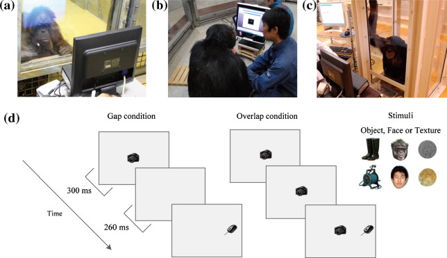 The visual strategy specific to humans among hominids: A study using the gap-overlap paradigm