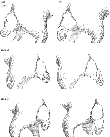 Mechanism of birth in chimpanzees: humans are not unique among primates