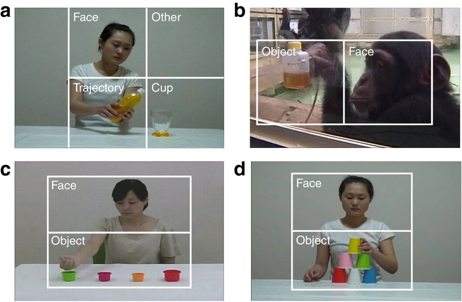 Humans and chimpanzees attend differently to goal-directed actions