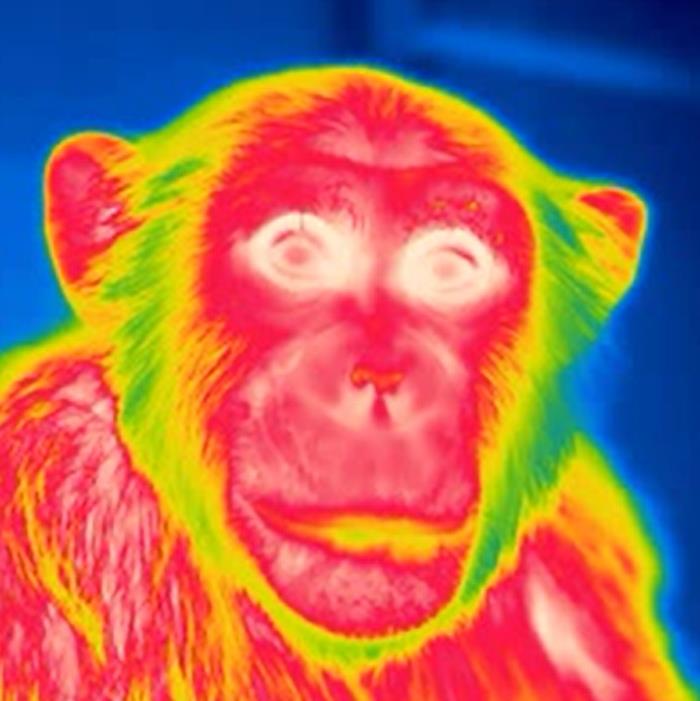 赤外線サーモグラフィで撮影したチンパンジー
