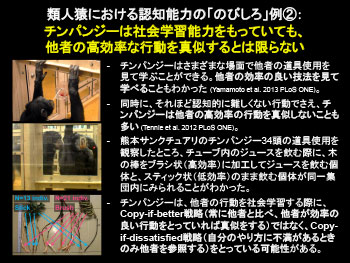 チンパンジーは社会学習能力をもっていても、
他者の高効率な行動を真似するとは限らない