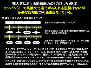 チンパンジーで累積文化進化がみられる証拠はないが、
必要な認知能力の基盤をもっている。