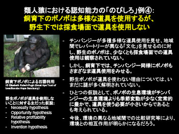 飼育下のボノボは多様な道具を使用するが、
野生下では採食場面で道具を使用しない