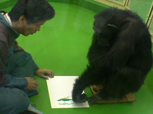 ペンで線をなぞるチンパンジー