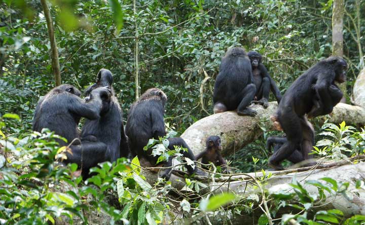 コンゴ民主共和国ワンバ村の野生ボノボ