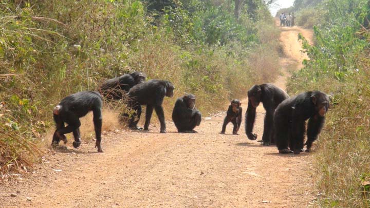 道渡り時のチンパンジーの集団協力