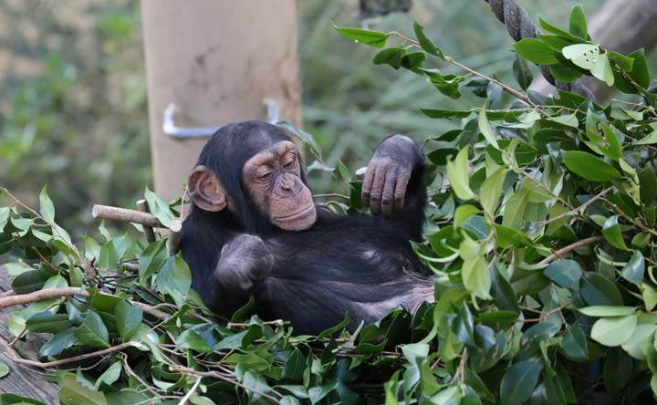 京都市動物園屋外運動場のベッドの上で寝転ぶチンパンジー・ニイニ