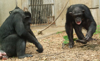 ダウン症のチンパンジー・カナコ、仲間のチンパンジーと
