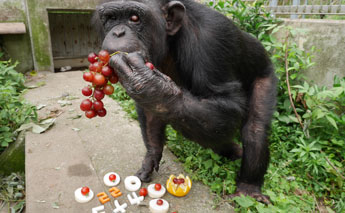 ダウン症のチンパンジー・カナコ誕生会