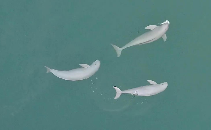 三角西港で、魚を捕まえるスナメリ