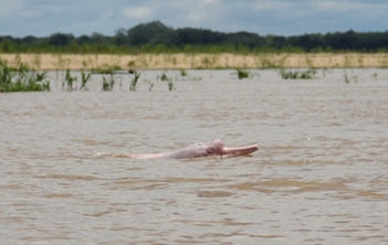 水面に浮かんできたアマゾンカワイルカ