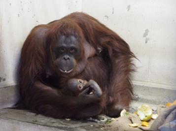 動物園で生まれたボルネオオランウータンの仔とそのお母さん