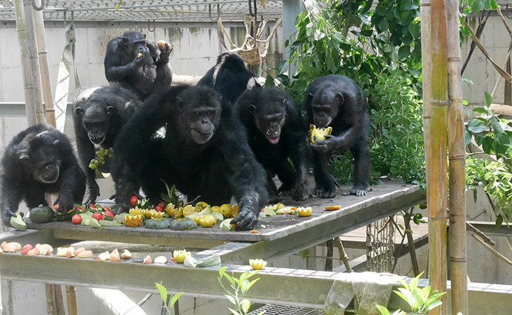 チンパンジーについて-京都大学野生動物研究センター熊本