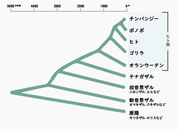 チンパンジーとヒトは約500万年前に共通の祖先からわかれました。