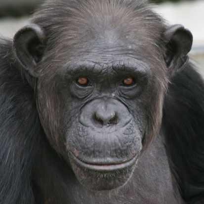サンクチュアリの住人 以前の住人 京都大学野生動物研究センター熊本サンクチュアリ