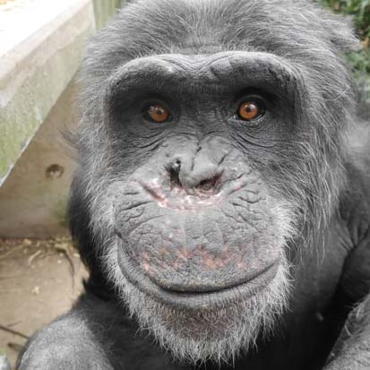 Chimpanzee Kotetsu