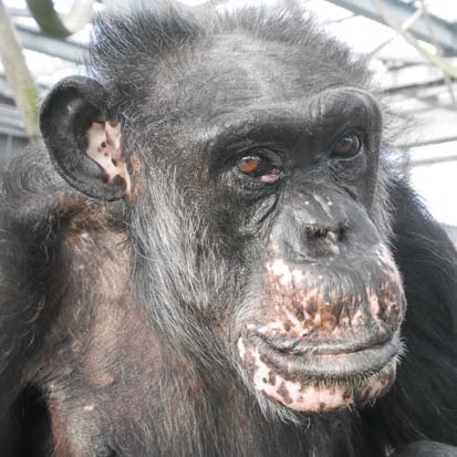 Chimpanzee Sanzou