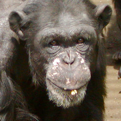 チンパンジー スミコ