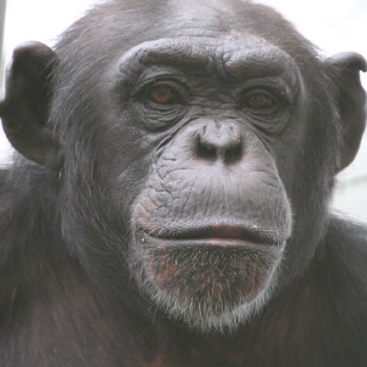 サンクチュアリの住人 以前の住人 京都大学野生動物研究センター熊本サンクチュアリ