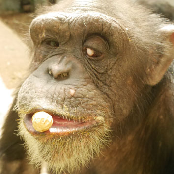 Chimpanzee Kanako