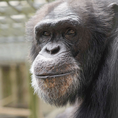 Chimpanzee Bell