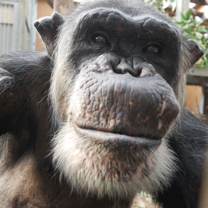 Chimpanzee Gou