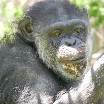 Chimpanzee Haruna
