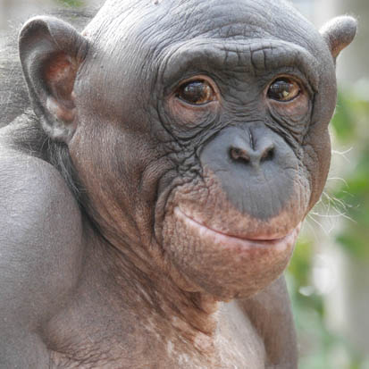 Chimpanzee Ikela