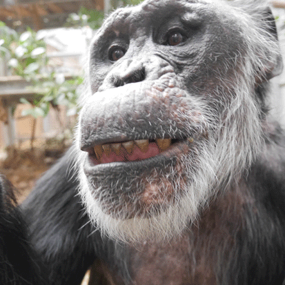 Chimpanzee Kenboh