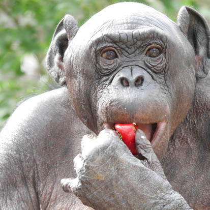 Chimpanzee Louise