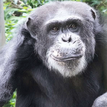 Chimpanzee Minato