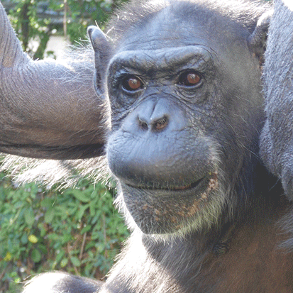 Chimpanzee Nacky