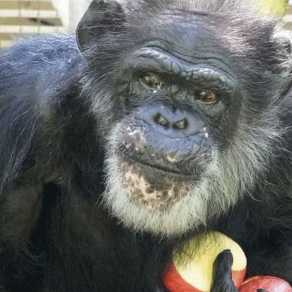 Chimpanzee Naoya