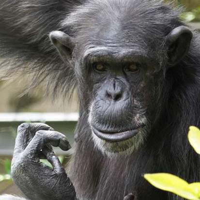 Chimpanzee Nono