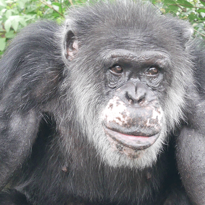 Chimpanzee Norio