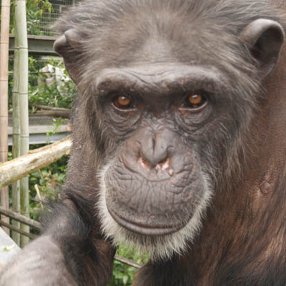 Chimpanzee Sakura