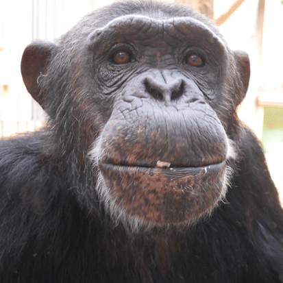 Chimpanzee Smile