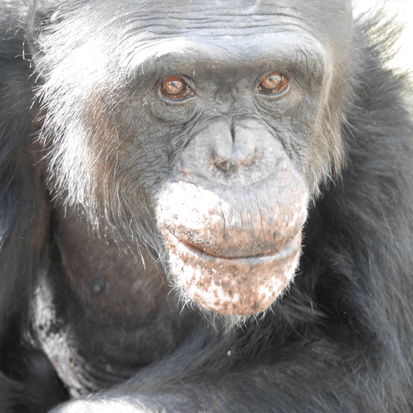 Chimpanzee Takaboh