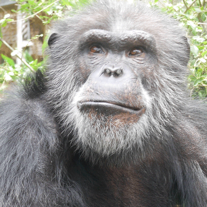 Chimpanzee Zamba