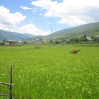 8月26日：パロの農村地帯。ブータンにも「カカシ」が！