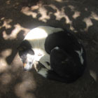 8月29日：プナカ チェ・ケ・ラカンの木陰にて，お昼寝