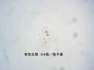 LB^̖Eq(n=64)